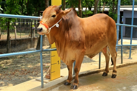 Male - Bull (ষাঁড়)